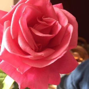 Meet your Posher, Carol